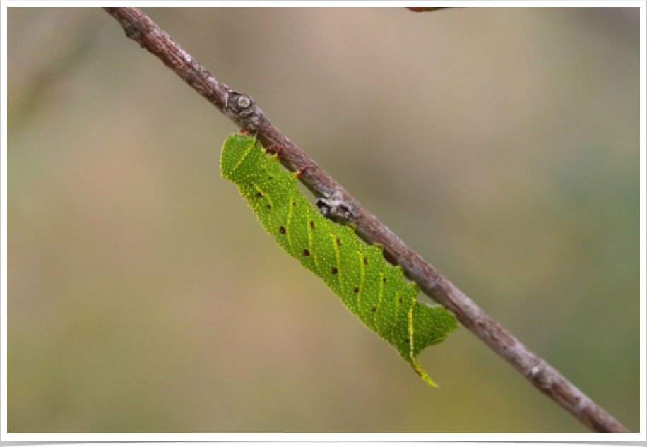 Blinded Sphinx on Willow
Paonias excaecatus
Marion County, Alabama